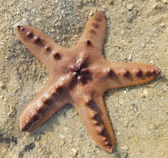 Protoreaster nodosus