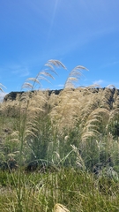 Austroderia richardii