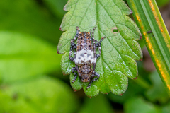 Pogonocherus hispidulus