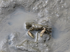 Macrophthalmus banzai