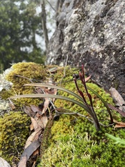 Caladenia alpina