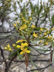 Centropappus brunonis