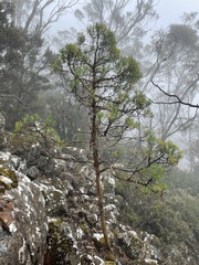 Centropappus brunonis