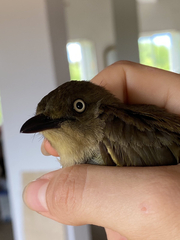 Andropadus importunus