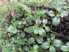 Peperomia retusa
