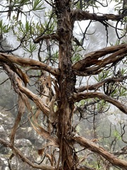 Centropappus brunonis