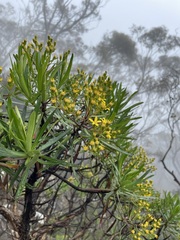 Centropappus brunonis