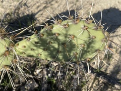 Opuntia semispinosa