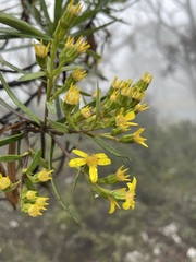 Centropappus brunonis
