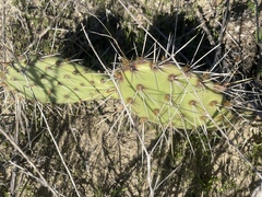 Opuntia semispinosa