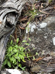 Myosotis australis