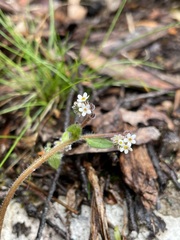 Myosotis australis