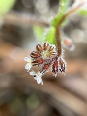 Myosotis australis