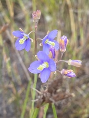 Heliophila linearis linearifolia