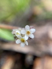 Myosotis australis