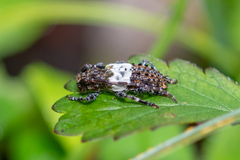 Pogonocherus hispidulus
