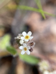 Myosotis australis