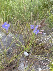 Heliophila linearis linearifolia