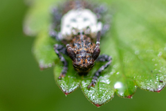 Pogonocherus hispidulus