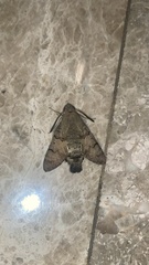 Macroglossum stellatarum