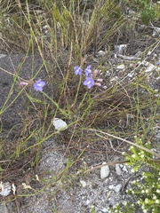 Heliophila linearis linearifolia