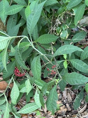 Psychotria tenuifolia