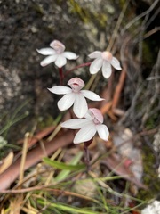 Caladenia alpina