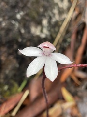 Caladenia alpina