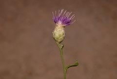 Leuzea repens