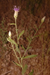 Leuzea repens