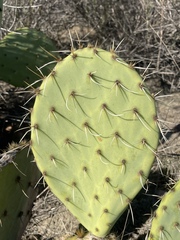 Opuntia × demissa