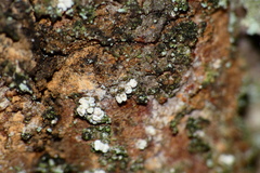 Lachnellula resinaria