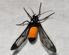 Cosmosoma stibosticta