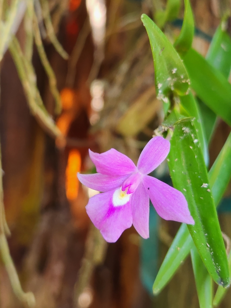 Dimerandra emarginata