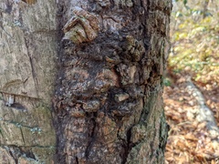 Lachnellula resinaria