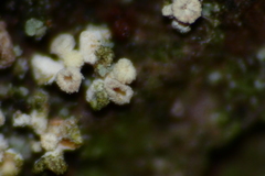 Lachnellula resinaria