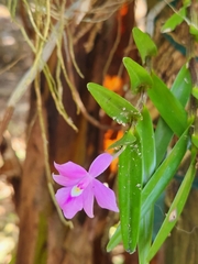 Dimerandra emarginata