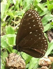Euploea camaralzeman malayica