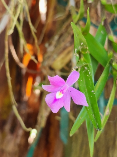 Image of Dimerandra emarginata by (c) Andres Hernandez, some rights reserved (CC BY)