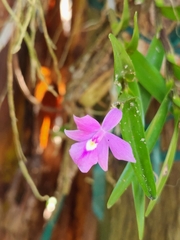 Dimerandra emarginata