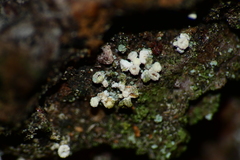 Lachnellula resinaria