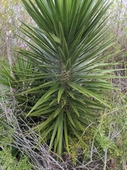 Yucca aloifolia