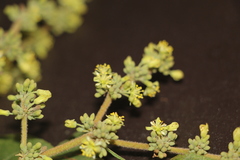 Heliocarpus americanus
