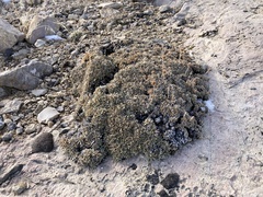 Petrophytum caespitosum