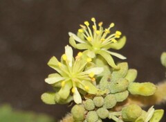 Heliocarpus americanus