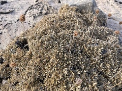 Petrophytum caespitosum