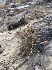 Petrophytum caespitosum