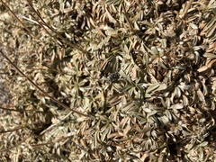 Petrophytum caespitosum