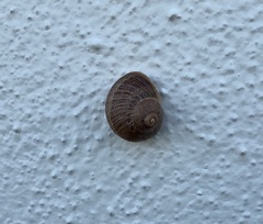 Cornu aspersum