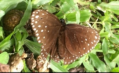 Euploea camaralzeman malayica